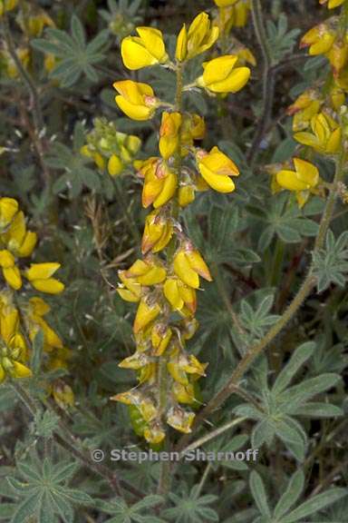 lupinus citrinus var citrinus 8 graphic